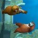 Bear Sea Adventure 2 Game