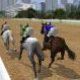 Horse Racing Fantasy Game