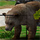 Animal Hunter 3D