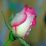 TasNim.AkhTer
