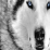Blackwolf5