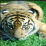 TigerBoy