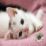 PinkKitten1205