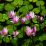 jasmin