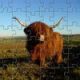 Highland Cow Jigsaw Game
