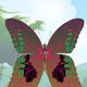 Colorful Butterfly designer