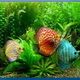 Tropical Fish