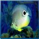 Aquarium Fish
